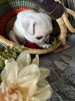 Chowder, a male Pug for sale in Churubusco, IN – 10 of 10