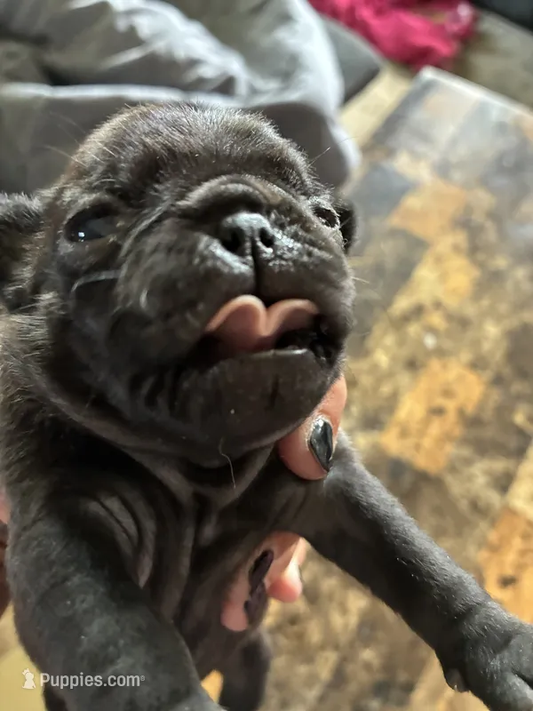 1 – Pug puppy for sale in Churubusco, IN