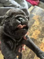 1, a female Pug for sale in Churubusco, IN – 1 of 6