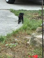 Manee, a male Pug for sale in Churubusco, IN – 8 of 10