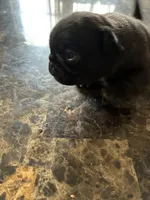 1, a female Pug for sale in Churubusco, IN – 6 of 6