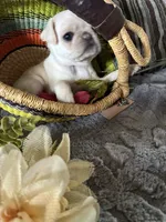 Chowder, a male Pug for sale in Churubusco, IN – 7 of 10