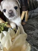 Chowder, a male Pug for sale in Churubusco, IN – 3 of 10