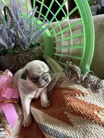 Vivian , a female Pug for sale in Churubusco, IN – 4 of 4