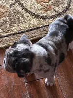  Bluey , a female Pug for sale in Churubusco, IN – 5 of 10
