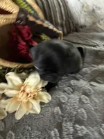 Tuxedo AKA Tux, a female Pug for sale in Churubusco, IN – 4 of 4