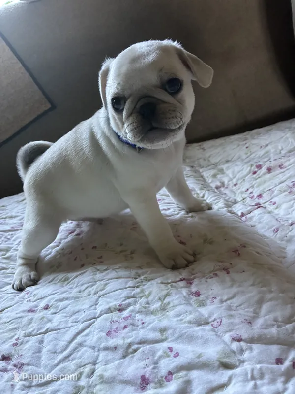Oscar – Pug puppy for sale in Churubusco, IN