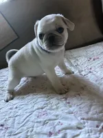 Oscar, a male Pug for sale in Churubusco, IN – 1 of 6