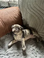 Gabby, a female Pug for sale in Churubusco, IN – 2 of 10