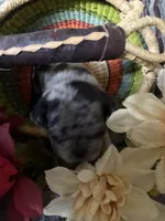 Copper , a female Pug for sale in Churubusco, IN – 3 of 10