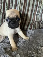 Goldie, a female Pug for sale in Churubusco, IN – 7 of 9