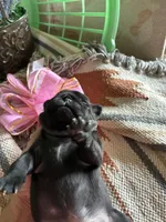 Lola, a female Pug for sale in Churubusco, IN – 4 of 5