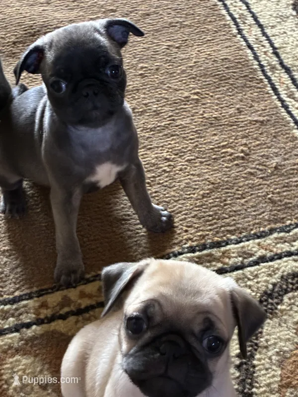 MooMoo – Pug puppy for sale in Churubusco, IN