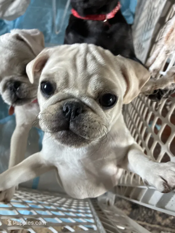 Oscar – Pug puppy for sale in Churubusco, IN