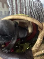 MooMoo, a female Pug for sale in Churubusco, IN – 2 of 6