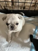Lilly, a female Pug for sale in Churubusco, IN – 2 of 4