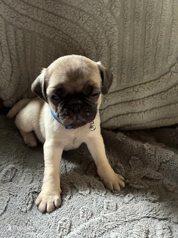 Scotty – Pug puppy for sale in Churubusco, IN
