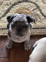  Bluey , a female Pug for sale in Churubusco, IN – 4 of 10