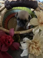 Peanut, a male Pug for sale in Churubusco, IN – 7 of 8
