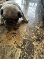 2, a female Pug for sale in Churubusco, IN – 2 of 3