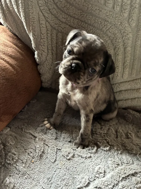 Mable – Pug puppy for sale in Churubusco, IN