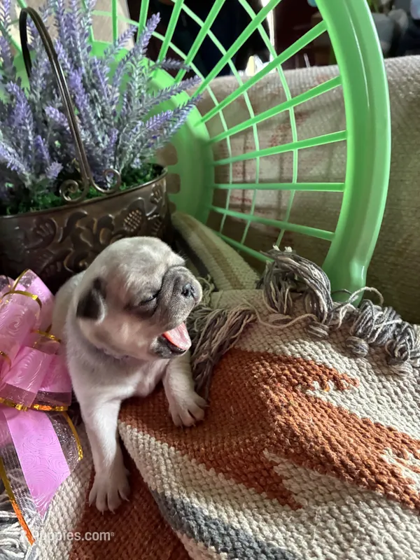 Vivian , a female Pug for sale in Churubusco, IN – 1 of 4