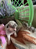 Vivian , a female Pug for sale in Churubusco, IN – 1 of 4