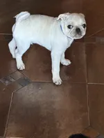 Oscar, a male Pug for sale in Churubusco, IN – 7 of 8