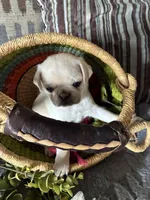 Chowder, a male Pug for sale in Churubusco, IN – 8 of 10