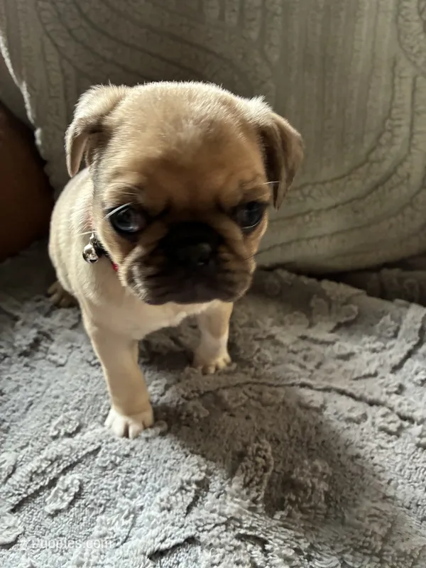 Diamond – Pug puppy for sale in Churubusco, IN