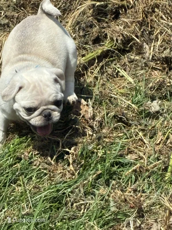 Oscar – Pug puppy for sale in Churubusco, IN