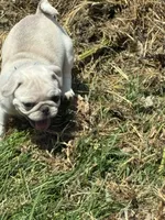 Oscar, a male Pug for sale in Churubusco, IN – 2 of 8