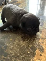 1, a female Pug for sale in Churubusco, IN – 3 of 6