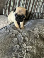 Goldie, a female Pug for sale in Churubusco, IN – 3 of 9