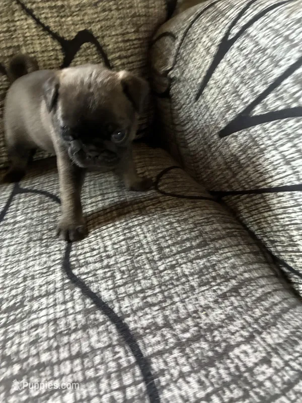 Lexi – Pug puppy for sale in Churubusco, IN