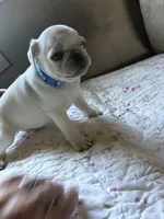 Oscar, a male Pug for sale in Churubusco, IN – 2 of 6