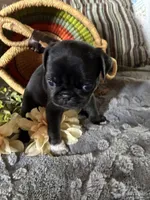 Tuxedo AKA Tux, a female Pug for sale in Churubusco, IN – 3 of 4