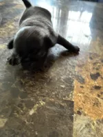 1, a female Pug for sale in Churubusco, IN – 4 of 6