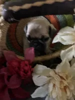 Peanut, a male Pug for sale in Churubusco, IN – 2 of 8