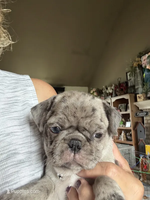 Tabby – Pug puppy for sale in Churubusco, IN