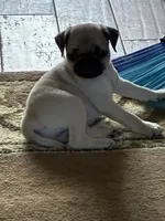 Goldie, a female Pug for sale in Churubusco, IN – 2 of 9