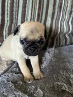 Goldie, a female Pug for sale in Churubusco, IN – 5 of 9