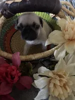 Peanut, a male Pug for sale in Churubusco, IN – 8 of 8