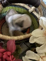 Peanut, a male Pug for sale in Churubusco, IN – 3 of 8
