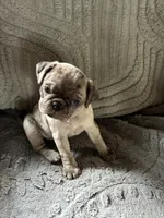 Gabby, a female Pug for sale in Churubusco, IN – 6 of 10