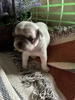 Oscar, a male Pug for sale in Churubusco, IN – 4 of 6