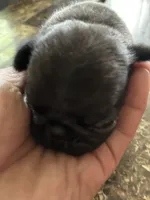 1, a female Pug for sale in Churubusco, IN – 2 of 6