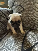 Nala, a female Pug for sale in Churubusco, IN – 1 of 3
