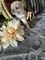 Chowder, a male Pug for sale in Churubusco, IN – 2 of 10