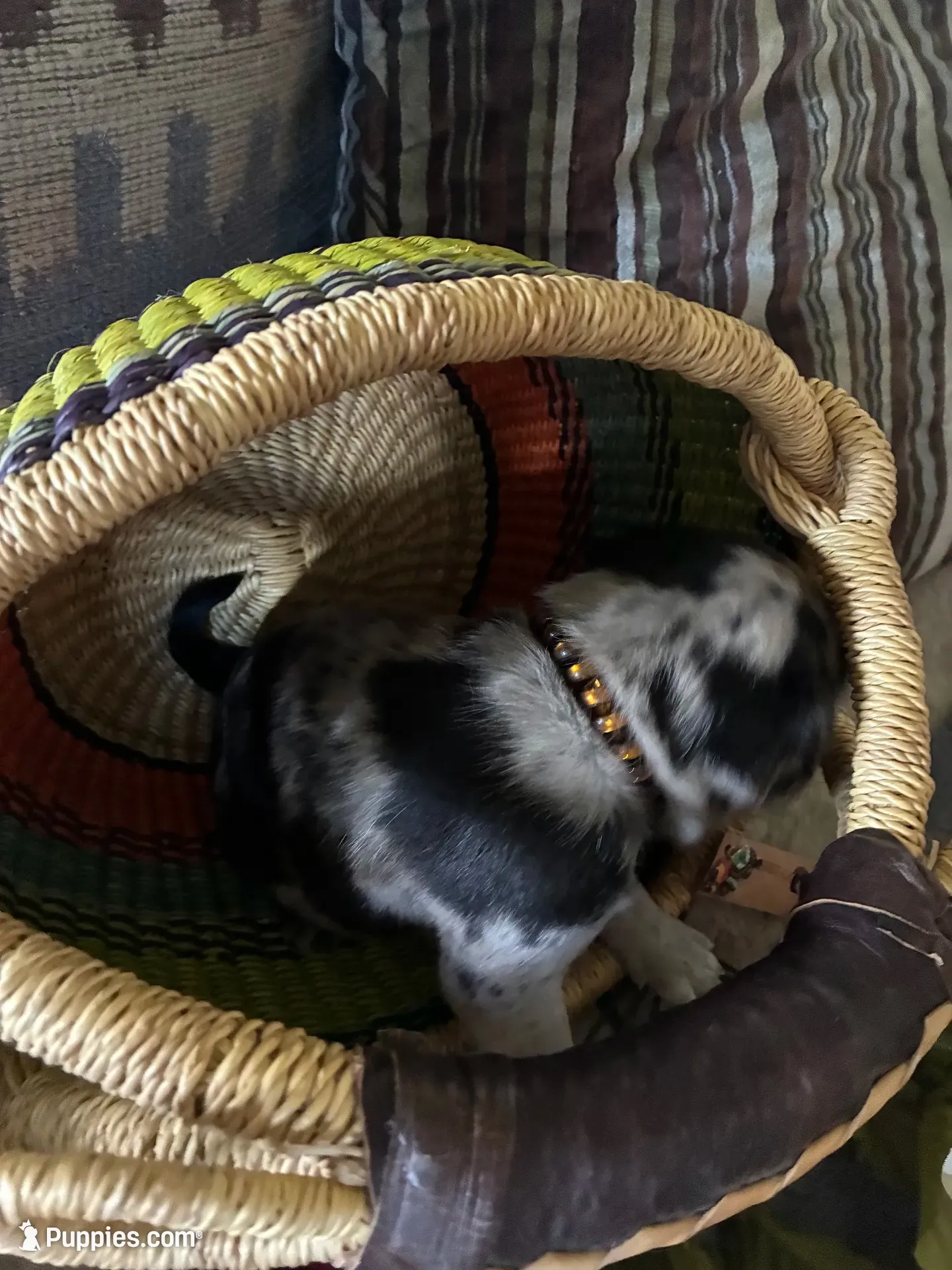  Bluey , a female Pug for sale in Churubusco, IN – 9 of 10